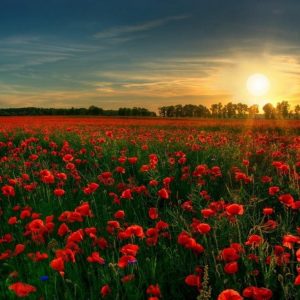 poppies-field-flowers-sunset-summer-landscape-1366x768